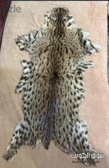 Bobcat fur فروة قط بري